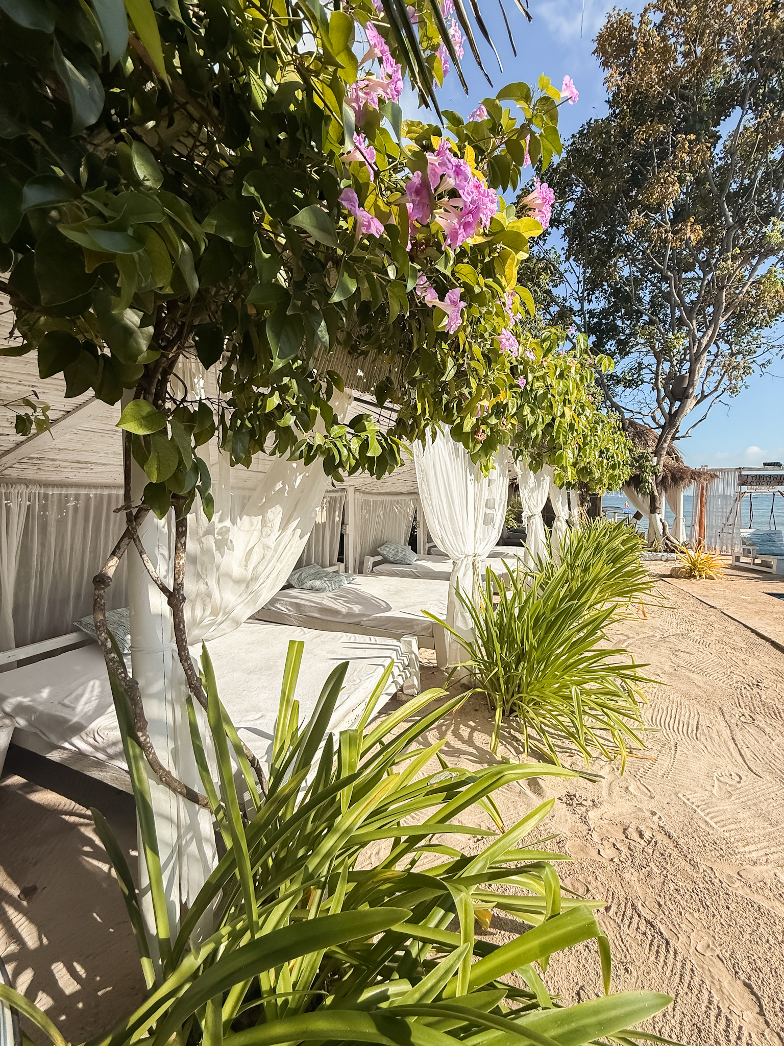 TAMARINDO - imagen 5