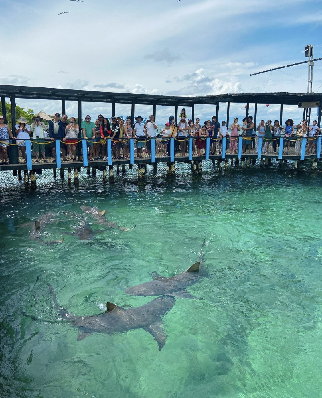 Mambo Beach mas Oceanario - imagen 4