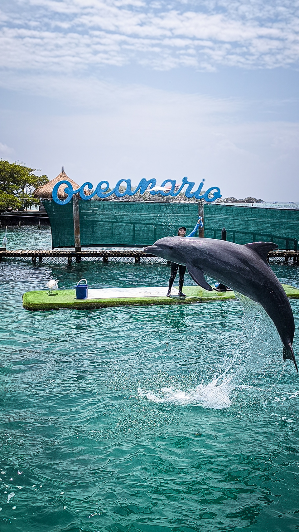 Mambo Beach mas Oceanario - imagen 3